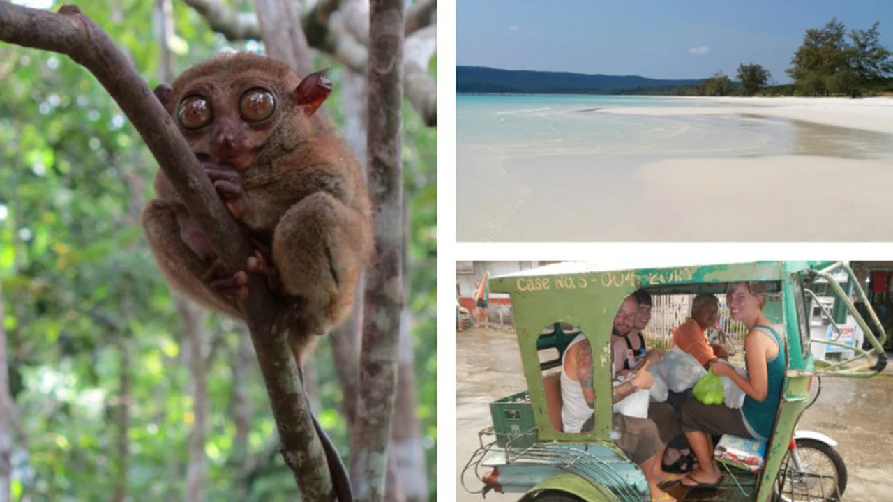 Two mint chocolate milkshakes with whipped cream and green sprinkles.