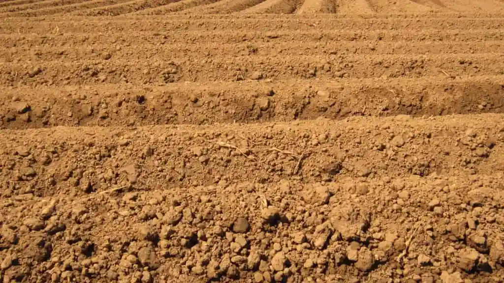 Chef John's Irish Soda Bread